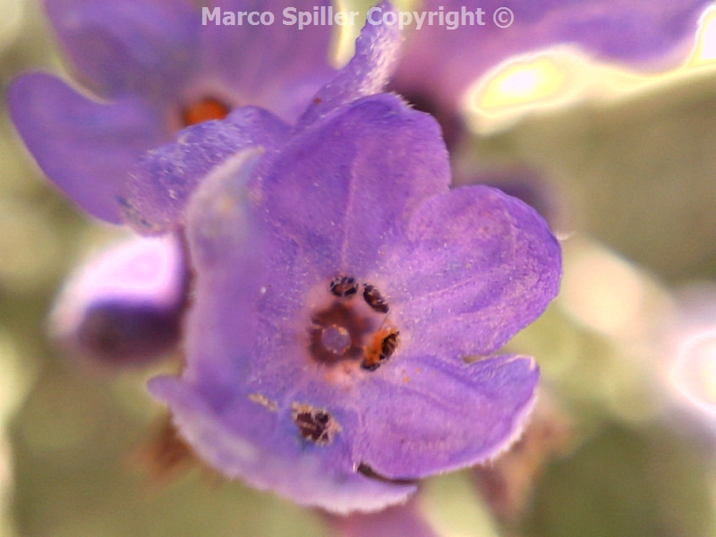 Fiori di Lavandula